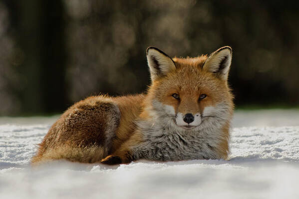 Snow Art Print featuring the photograph Fox In The Snow by Mark Bowen