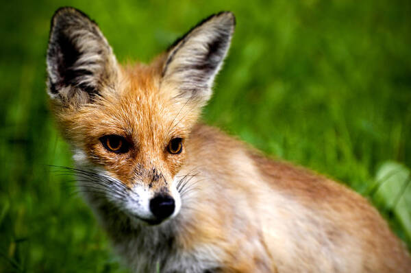 Young Art Print featuring the photograph Fox pup by Fabrizio Troiani