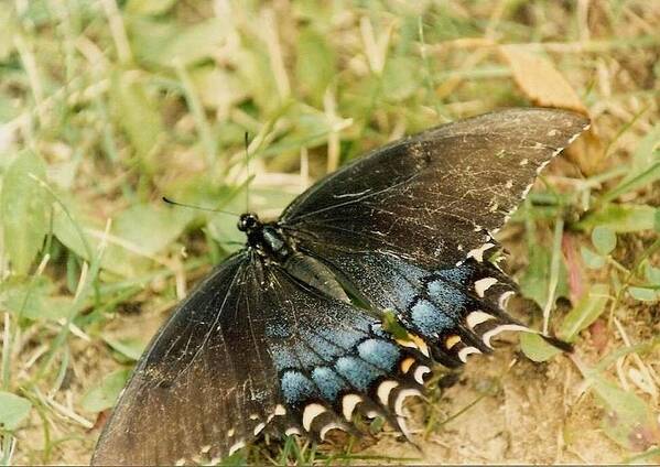 Butterfly Art Print featuring the photograph Fragile Beauty by Mary Wolf