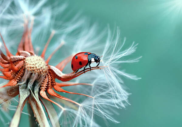 Ladybug Art Print featuring the photograph Freedoom by Mustafa ?zt?rk