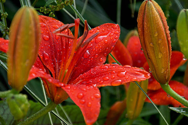 Olbrich Botanical Gardens Art Print featuring the photograph Fresh from the Rain by Theo O Connor