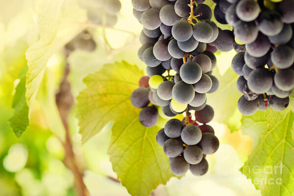Juicy Art Print featuring the photograph Fresh ripe grapes by Mythja Photography