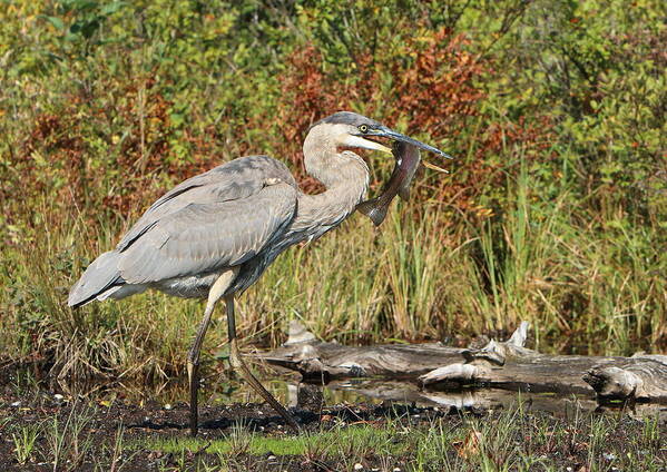 Great Blue Heron Art Print featuring the photograph Fresh Trout for Breakfast by Duane Cross