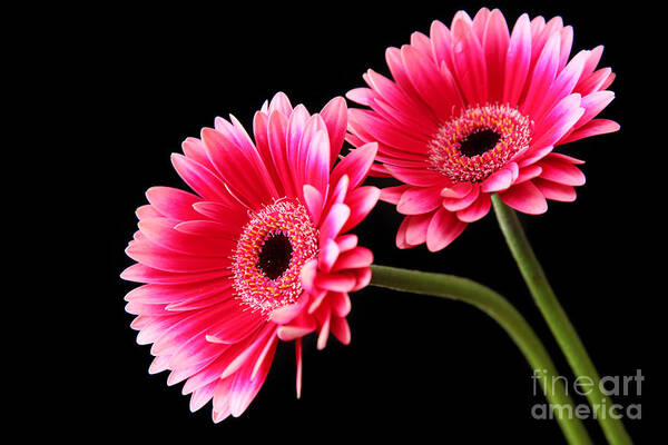 Pink Daisies Art Print featuring the photograph Friendship by Eden Baed