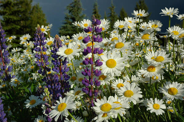Colorado Wildflowers Art Print featuring the photograph Frisco Flowers by Lynn Bauer