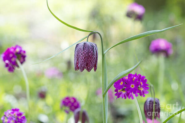Fritillaria Meleagris Art Print featuring the photograph Fritillary and Primula by Tim Gainey