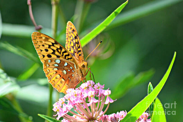 Tags: Great Spangled Fritillary Print Photographs Art Print featuring the photograph Fritillary Butterfly on Milkweed by Lila Fisher-Wenzel
