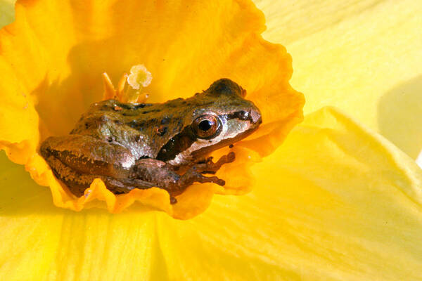 Frog In Daffodil Art Print featuring the photograph Frog and daffodil by Jean Noren