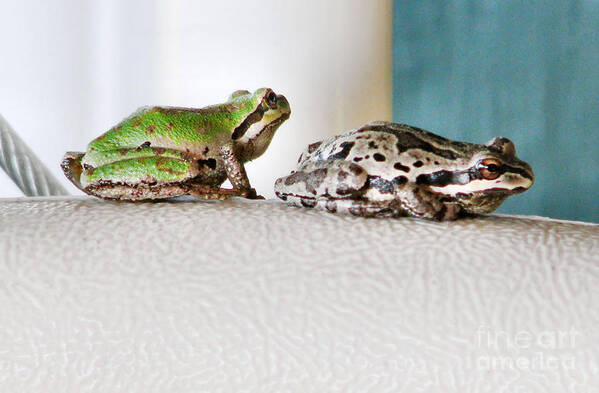 Frog Art Print featuring the photograph Frog Flatulence - A Case Study by Rory Siegel