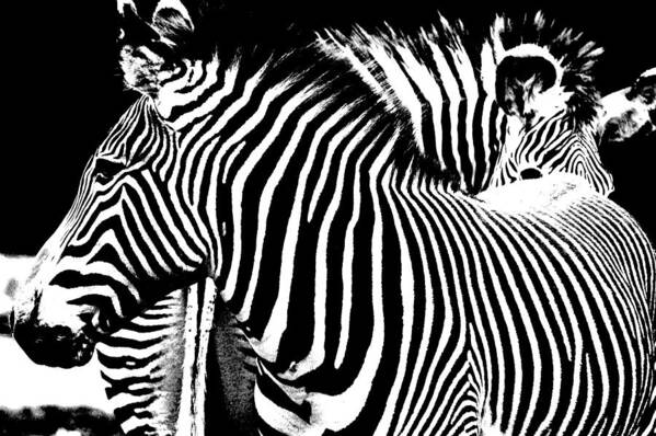 Zebras Art Print featuring the photograph Front To End by Jeremiah John McBride