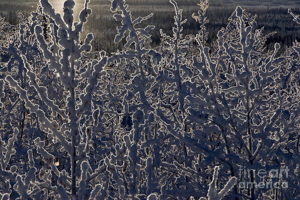 Landscape Art Print featuring the photograph Frost On Branches by Mark Newman