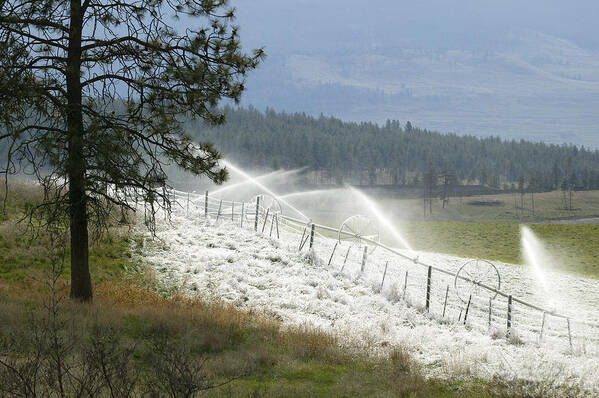 Kelowna Art Print featuring the photograph Frosted Irrigation by Laura Tucker