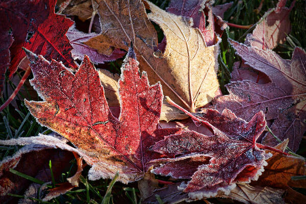 Leaves Art Print featuring the photograph Frosted Leaves #2 by Nikolyn McDonald