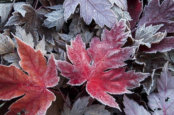 Maple Art Print featuring the photograph Frosted Maple Leaves by Aaron Spong