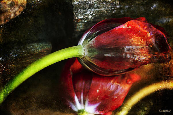 Frost Art Print featuring the photograph Frosted Tulips by Terry Rowe