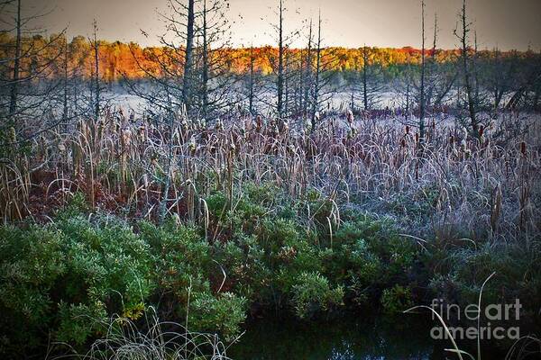 Marsh Art Print featuring the photograph Frosty Fall Marsh Morning by Desiree Paquette