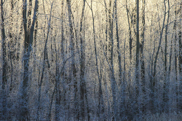 Frosty Forest Art Print featuring the photograph Frosty Forest by Rachel Cohen
