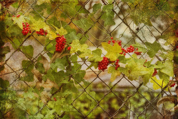 Red Art Print featuring the photograph Fruit of the Vine by Joan Bertucci