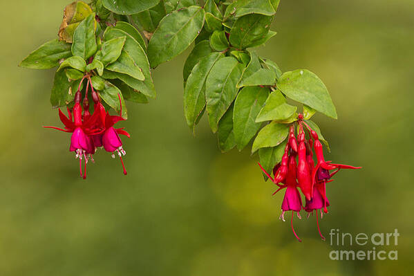 Colorful Art Print featuring the photograph Fuchsia by Alice Cahill