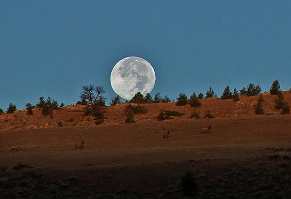 Tranquility Art Print featuring the photograph Full Moon Setting Behind Hill With Elk by Kim Tashjian