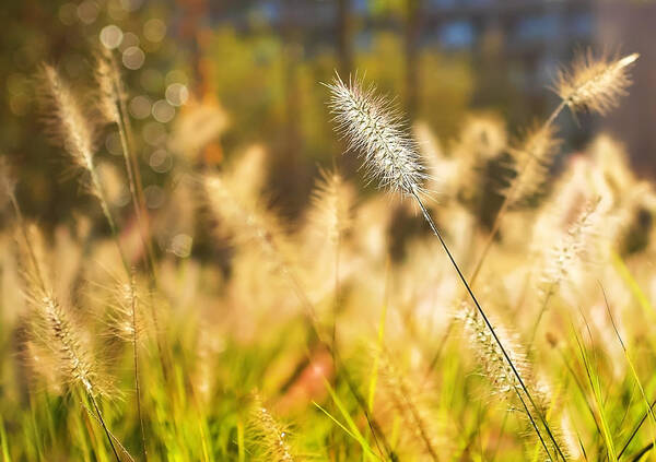Grass Art Print featuring the photograph Fuzzy September by SCB Captures