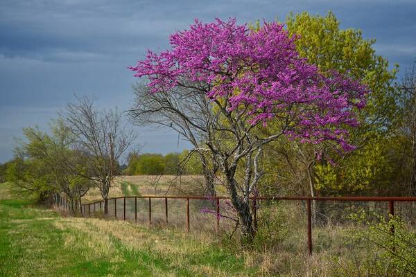 Redbud Art Print featuring the photograph Gainesville 6718 by Ricardo J Ruiz de Porras