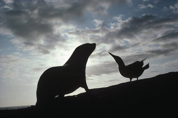 Feb0514 Art Print featuring the photograph Galapagos Fur Seal Pup And Blue-footed by Tui De Roy
