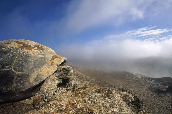 Feb0514 Art Print featuring the photograph Galapagos Giant Tortoise Overlooking by Tui De Roy