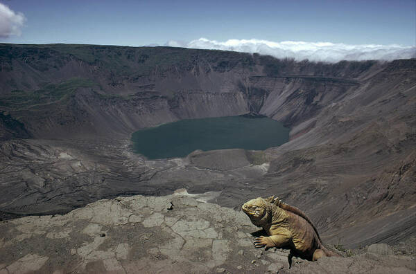 Feb0514 Art Print featuring the photograph Galapagos Land Iguana Overlooking by Tui De Roy