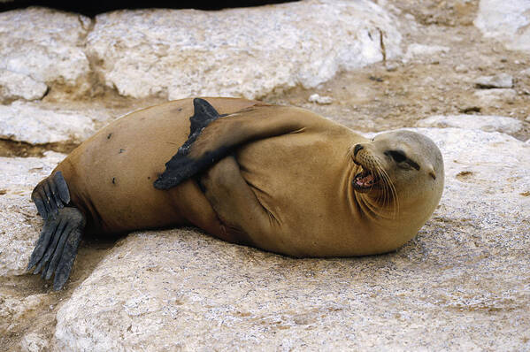 Feb0514 Art Print featuring the photograph Galapagos Sea Lion Calling by Konrad Wothe