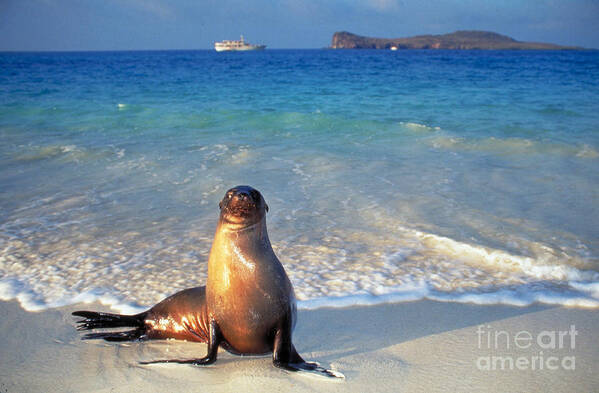Galapagos Sea Lion Art Print featuring the photograph Galapagos Sea Lion by Ron Sanford