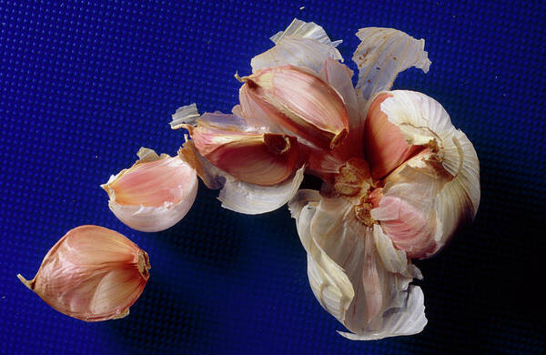 Garlic Art Print featuring the photograph Garlic Bulb Broken Open To Show Its Cloves by Mike Devlin/science Photo Library