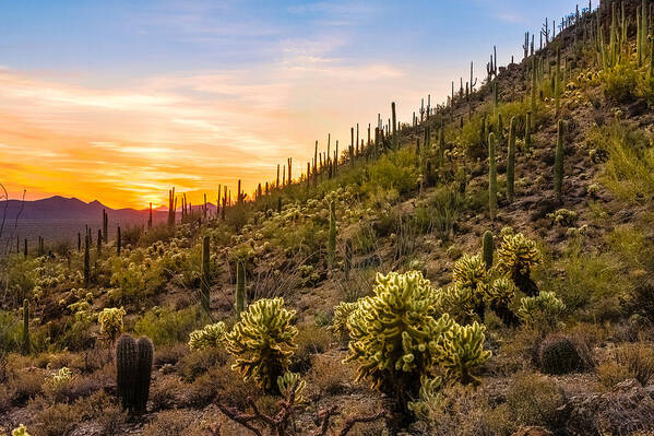 Cholla Art Print featuring the photograph Gates Pass Sunset by Bryan Bzdula