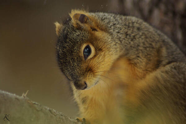 Squirrel Art Print featuring the photograph Gazing Squirrel by Kelly Smith