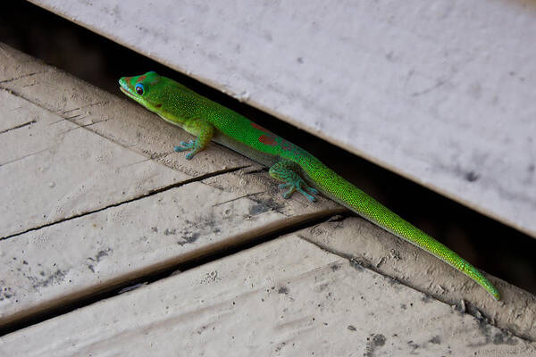 Gecko Art Print featuring the photograph Gecko Dressed in Green by Christie Kowalski