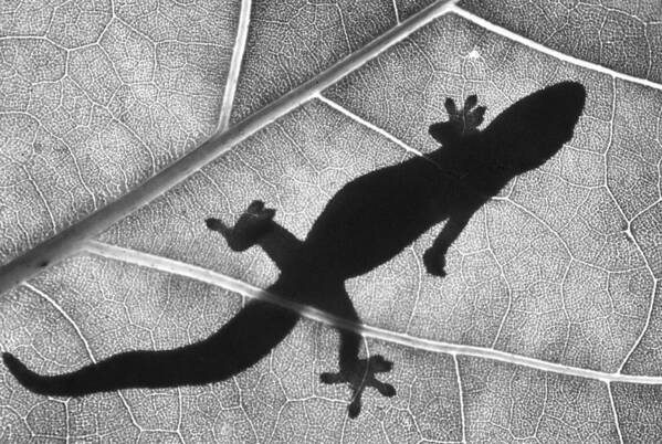 Black And White Art Print featuring the photograph Gecko shadow by Sean Davey