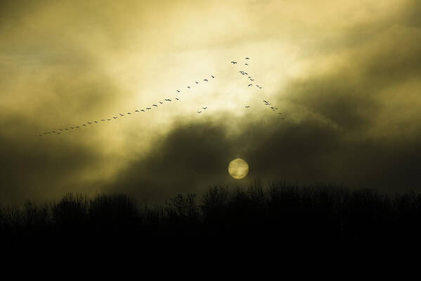 Geese Art Print featuring the photograph Geese at Sunset by Larry Goss