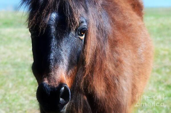 Gentle Horse Art Print featuring the photograph Gentle Spirit by Peggy Franz