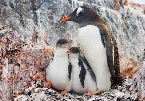 00345581 Art Print featuring the photograph Gentoo Penguin Family on Booth Isl by Yva Momatiuk and John Eastcott