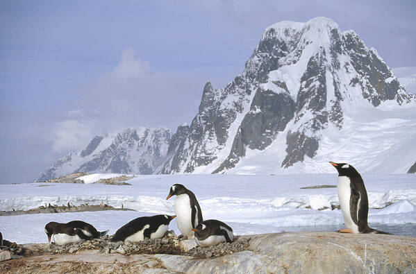 Feb0514 Art Print featuring the photograph Gentoo Penguin Nesting Colony Antarctica by Tui De Roy