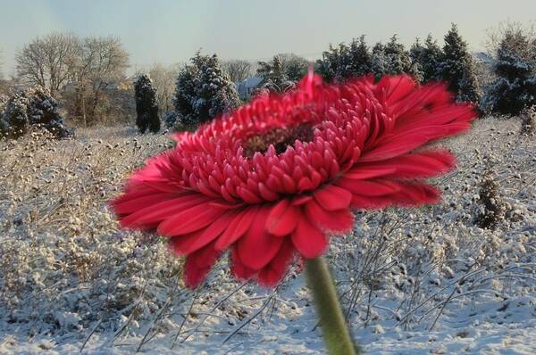 Snow Art Print featuring the photograph Gerbera Daisy In The Snow by Trish Tritz