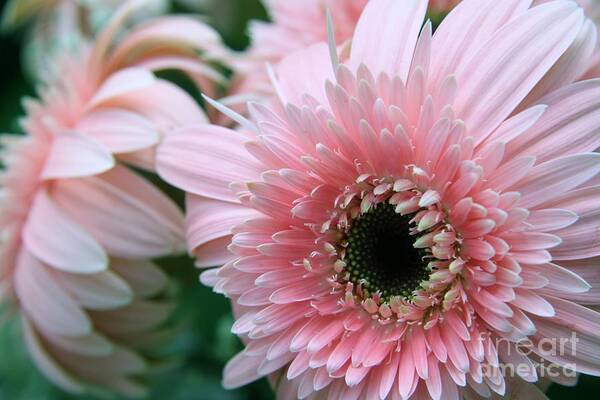 Floral Art Print featuring the photograph Gerbera Explosion by Mary Lou Chmura