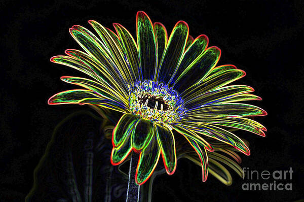 Yellow And Orange Gerbera Flower Art Print featuring the photograph Gerbera Glow 1 by Steve Purnell