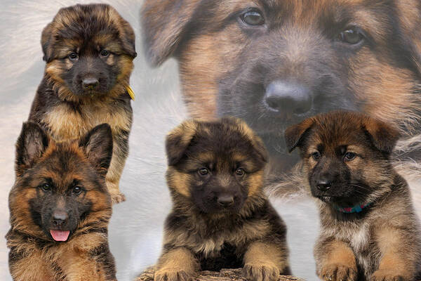 German Shepherd Puppy Art Print featuring the photograph German Shepherd Puppy Collage by Sandy Keeton