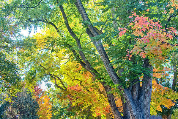 Autumn Art Print featuring the photograph Getting Lost in the Colorful Autumn Trees by James BO Insogna