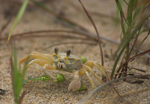 Ghost Art Print featuring the photograph Ghost Crab by Cindy Haggerty