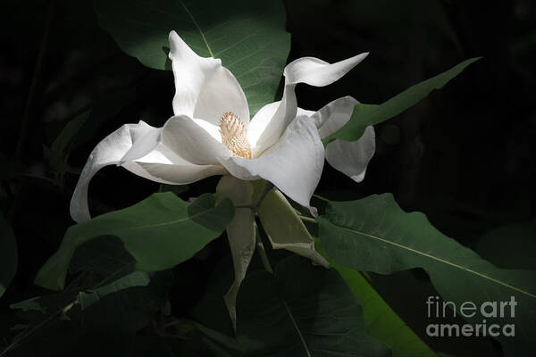 White Art Print featuring the photograph Giant Magnolia by Angela DeFrias
