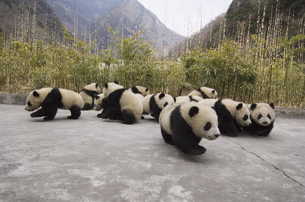 Feb0514 Art Print featuring the photograph Giant Panda Cubs Wolong China by Katherine Feng