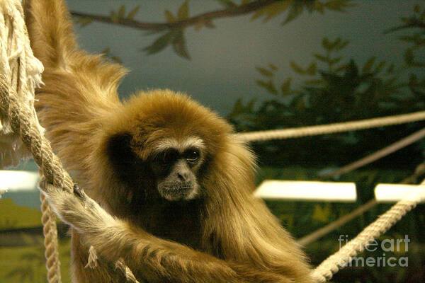 Primate Art Print featuring the photograph Gibbon Looking Intently by Mary Mikawoz