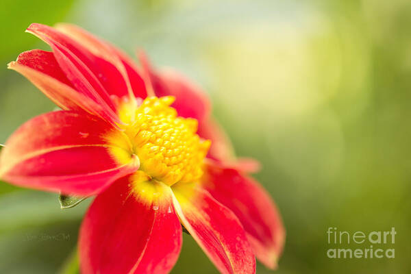 Dahlia Art Print featuring the photograph Ginger by Beve Brown-Clark Photography